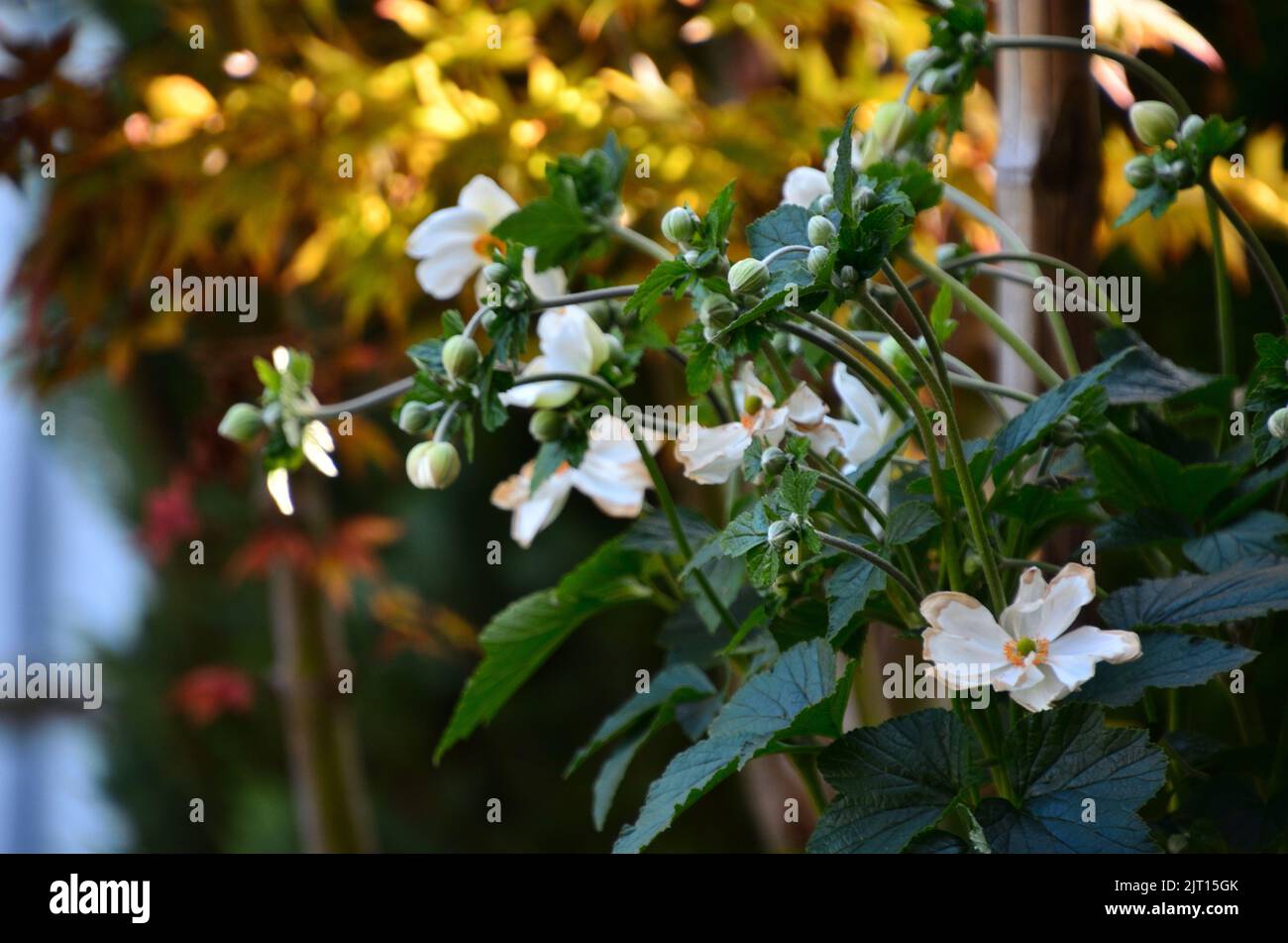 Schöne Blumen in einem botanischen Garten. Hübsches Foto von Blumen in einem Blumengarten. Selbst gewachsene Blumendekoration. Stockfoto