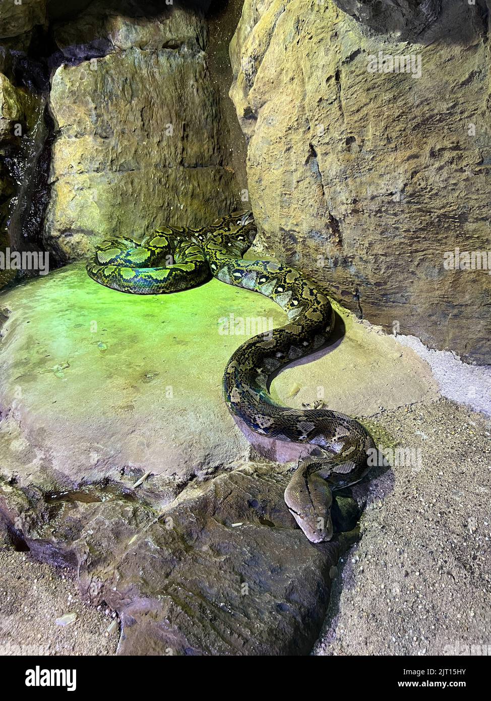 Netzpython liegt auf einem Stein in einem Terrarium Stockfoto