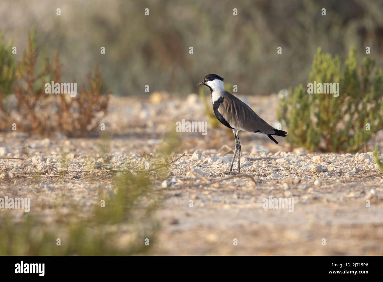 Sporngeflügelter Kiebitz, Hamala, Bahrain Stockfoto