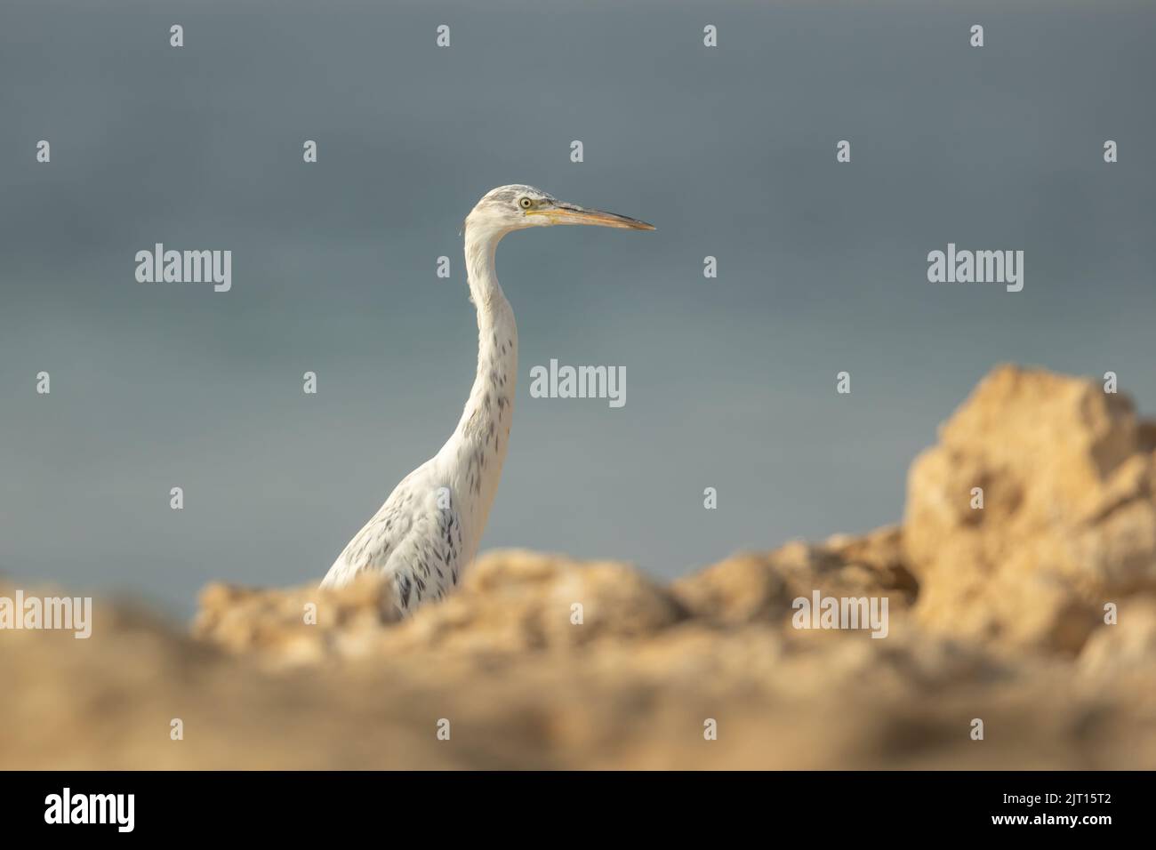 Weiß morphierter Reiher an der felsigen Küste von Busaiteen, Bahrain Stockfoto