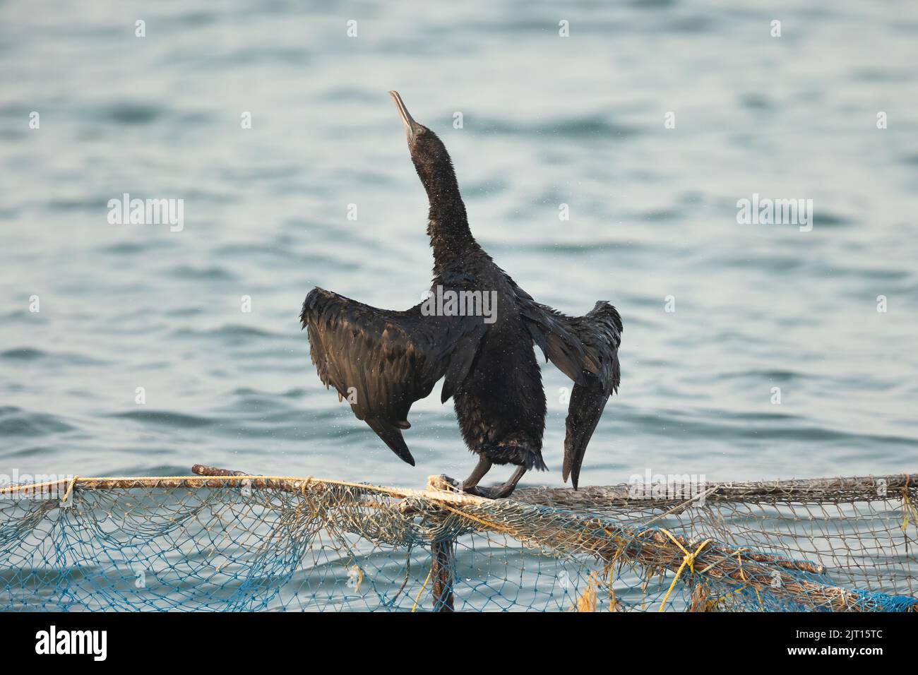 Kormoran schüttelt Wasser auf einem Fischernetz, Busaiteen, Bahrain Stockfoto