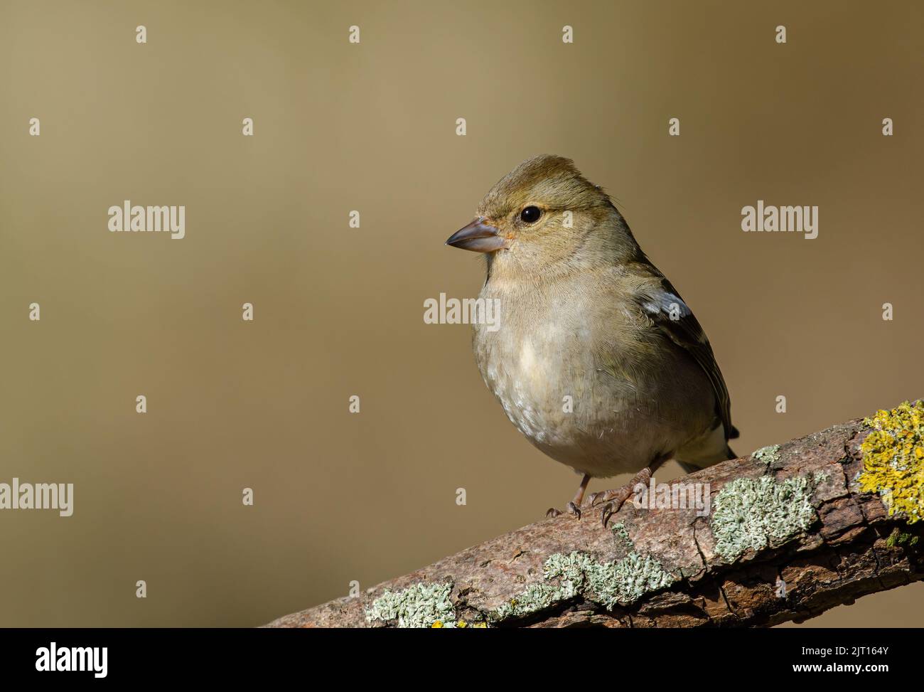Weibliche Chaffinch (Fringilla coelebs) in einem Waldgebiet. Auf einem mit Flechten bedeckten Ast sitzend. Der Hintergrund ist schön unscharf Stockfoto