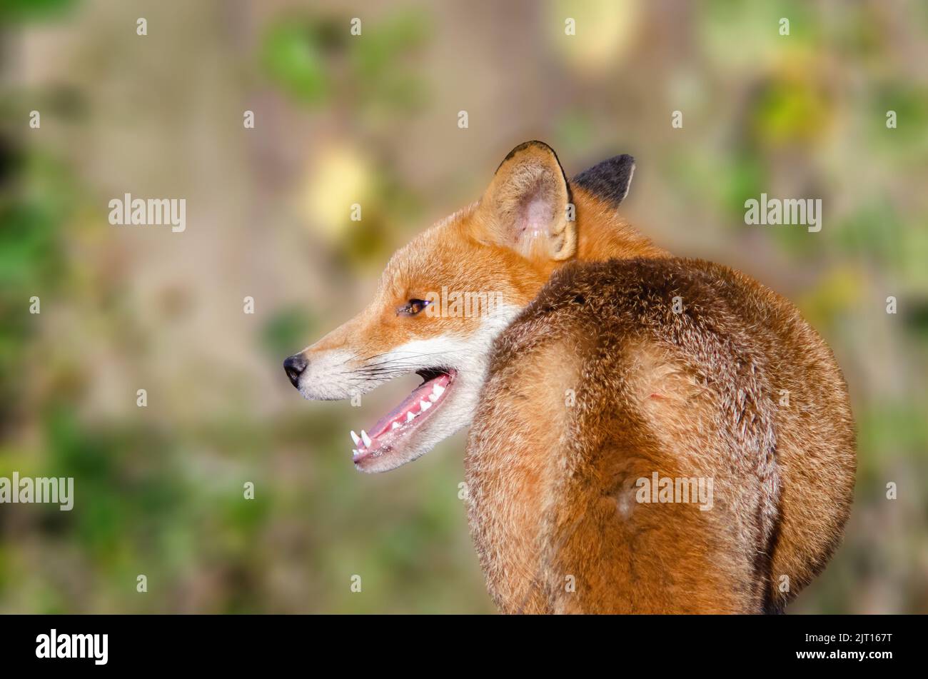 Red Fox (Vulpes Vulpes) von hinten, Nahaufnahme, Kopf nach links. Auf Buschland in der Nähe eines städtischen Gebiets, Nottingham, Vereinigtes Königreich Stockfoto