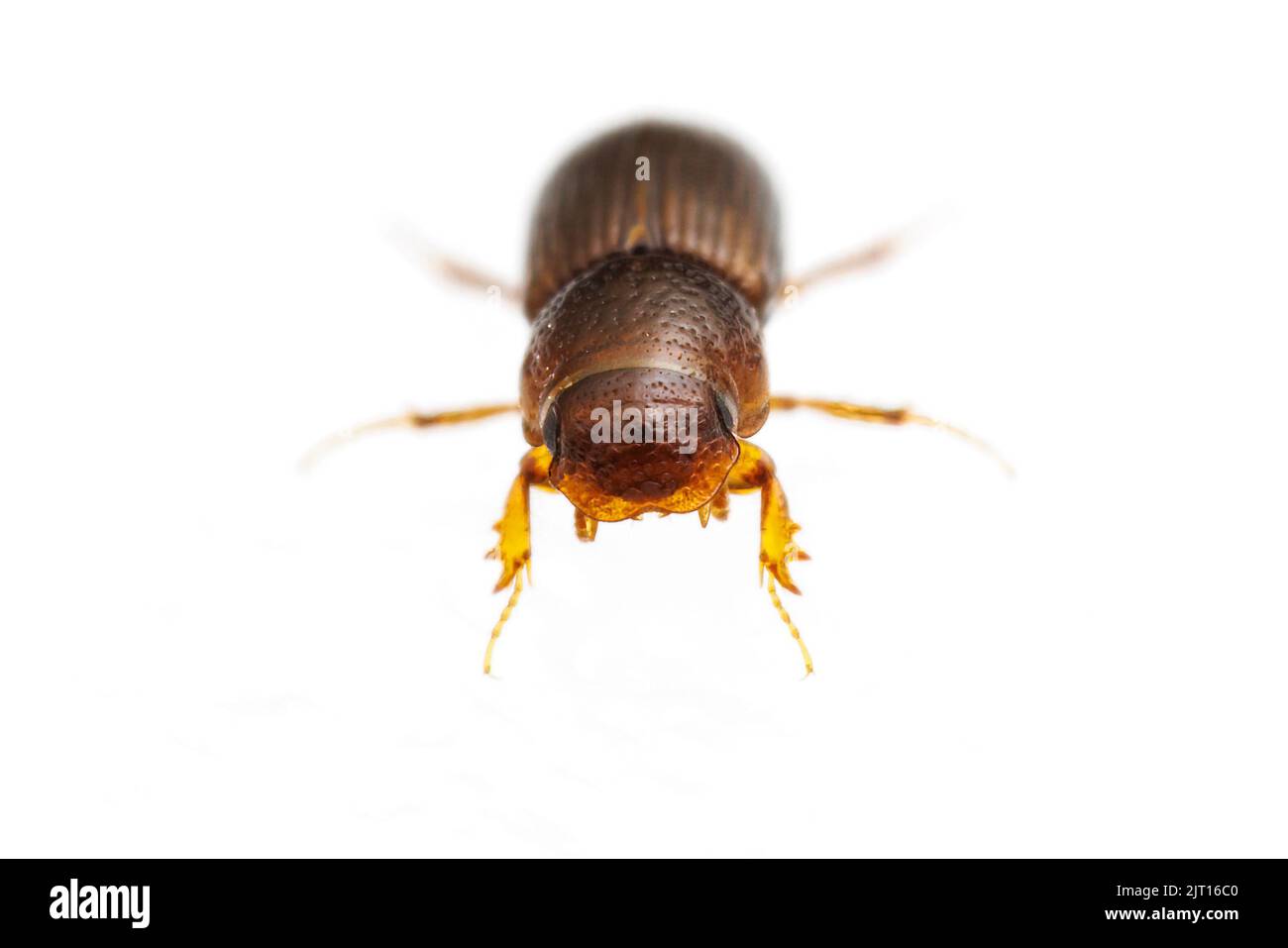 Aphodiine Dung Beetle (Platytomus longulus) isoliert auf weißem Hintergrund. Stockfoto