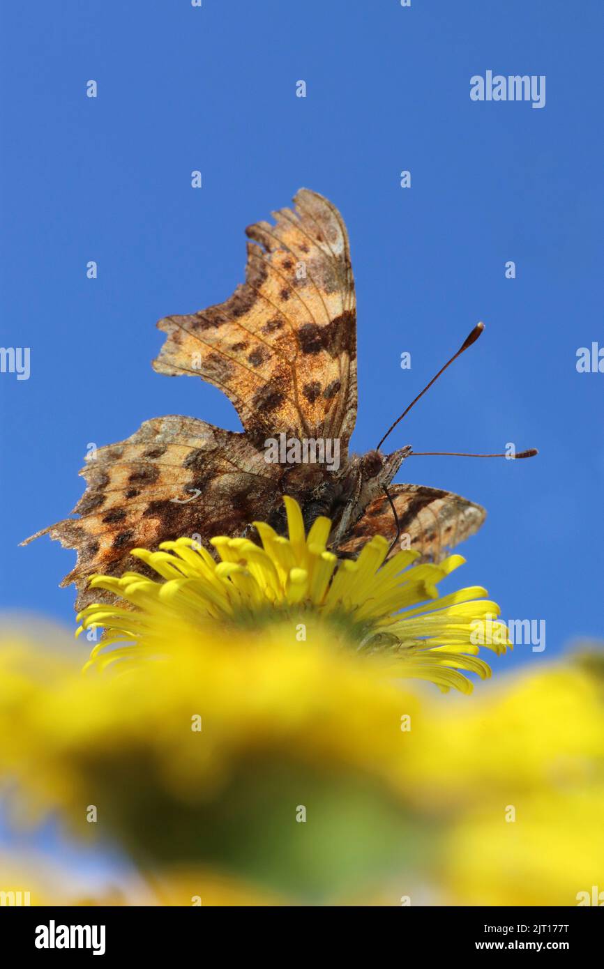 Komma Butterfly Polygonia c-Album Stockfoto