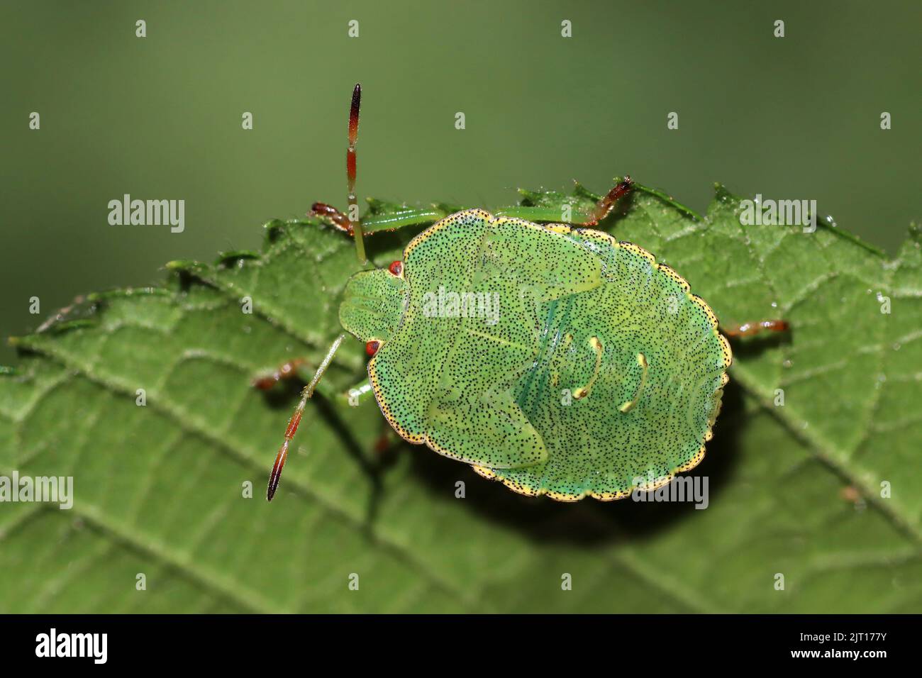 Hawthorn Shieldbug Acanthosoma haemorrhoidale Nymphe im mittleren Instar Stockfoto