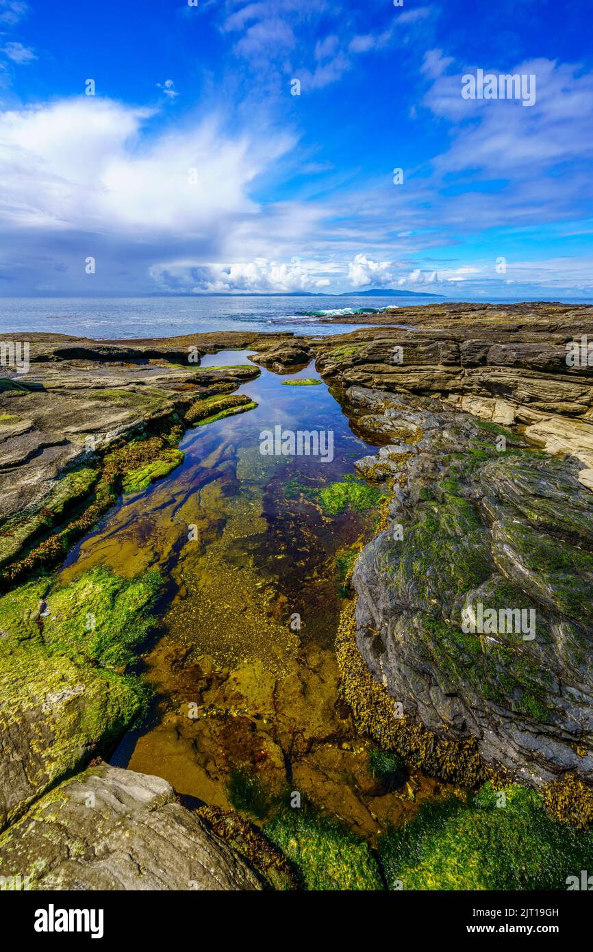 Ein großer Gezeitentümpler an der Westküste von Vancouver Island Stockfoto