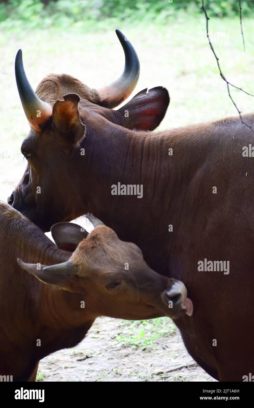 Der Inder Gaur steht mit seinem Kind Stockfoto