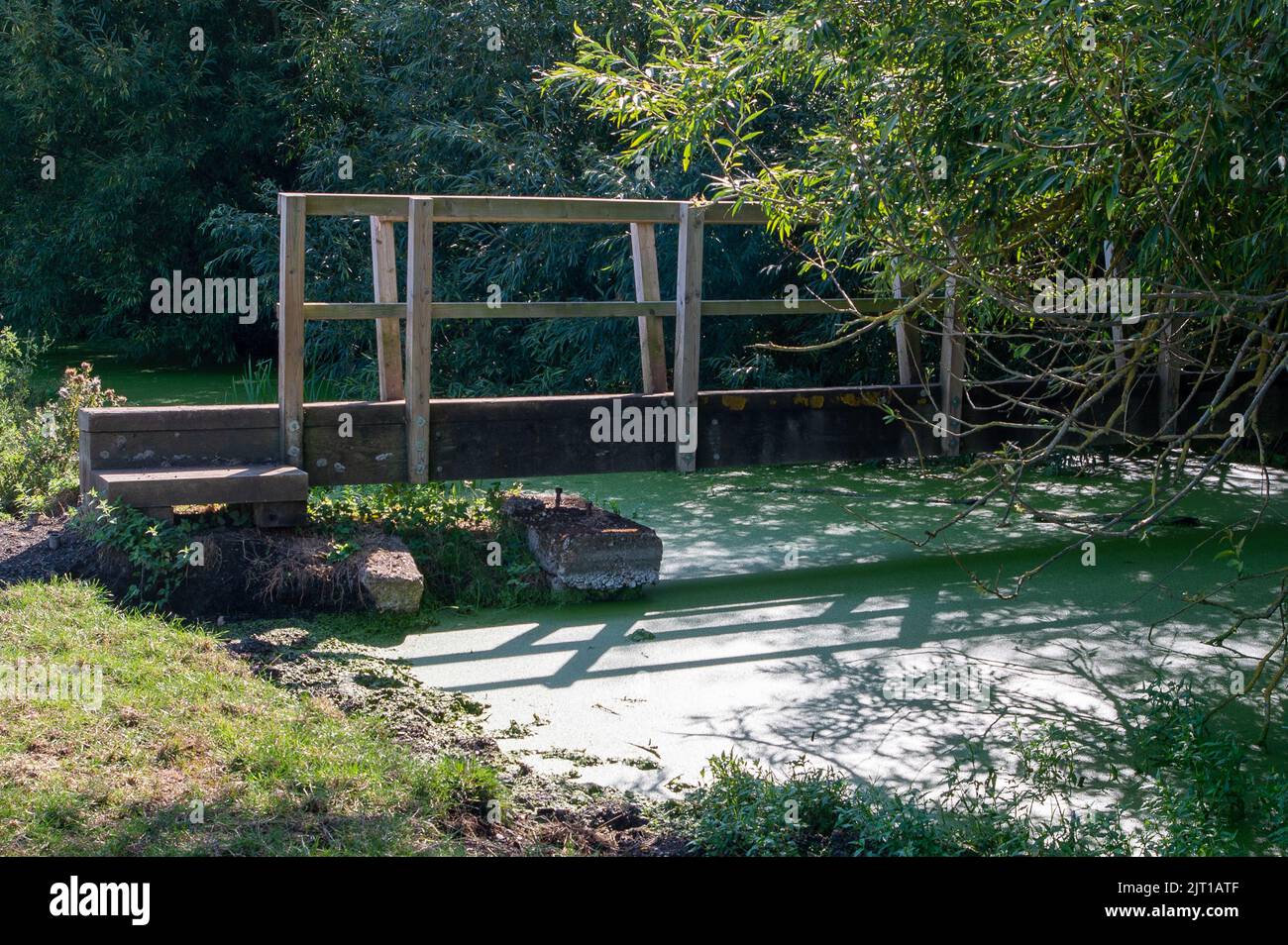 Dorney, Buckinghamshire, Großbritannien. Der Roundmoor-Grabenstrom am Dorney Common hat wieder etwas Wasser in sich, was normalerweise bedeutet, dass das Wasser der Themse in ihn abgepumpt ist. Ein Teil des Baches war während der Hitzewelle trocken gelaufen, aber jetzt hat er übermäßige Entenkräuter auf sich. Quelle: Maureen McLean/Alamy Live News Stockfoto