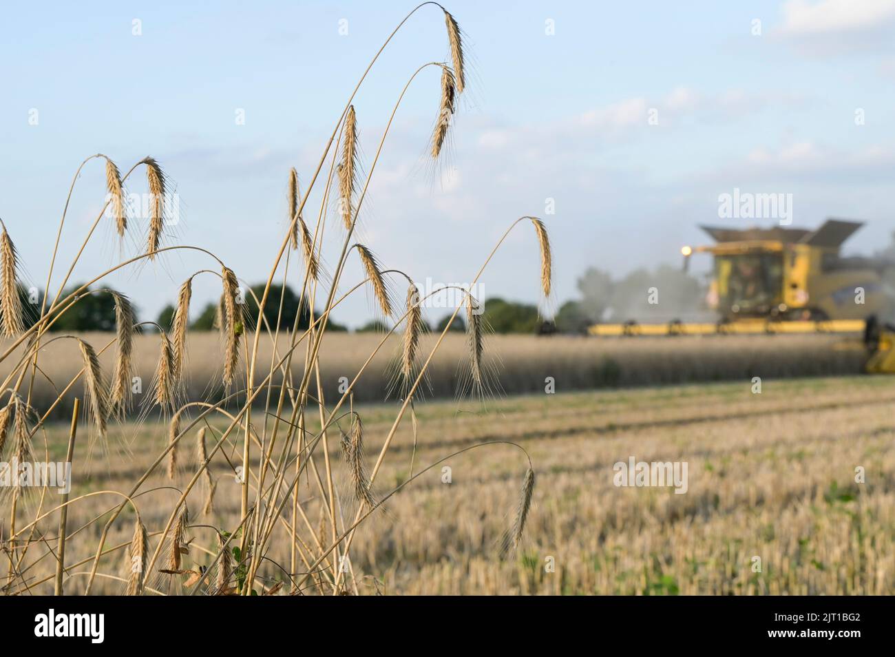 Deutschland, Getreideernte mit New Holland Mähdrescher / DEUTSCHLAND, Mecklenburg, Plau, Getreideernte mit New Holland Mähdresser Stockfoto