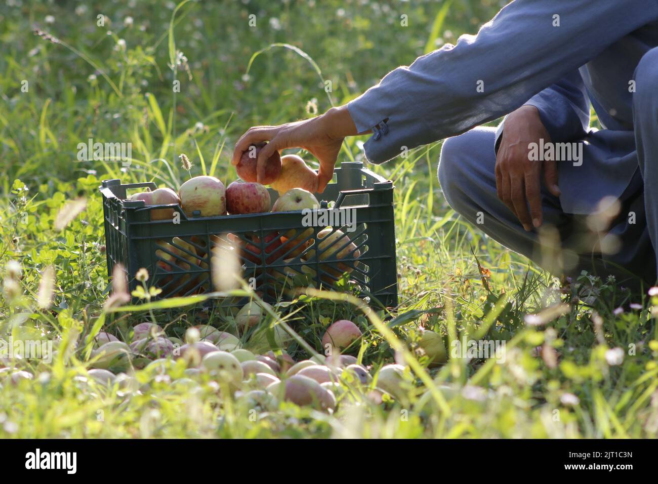 Samangan, Afghanistan. 25. August 2022. Ein afghanischer Bauer packt Äpfel in der Provinz Samangan, Afghanistan, 25. August 2022. Quelle: Khibar Momand/Xinhua/Alamy Live News Stockfoto