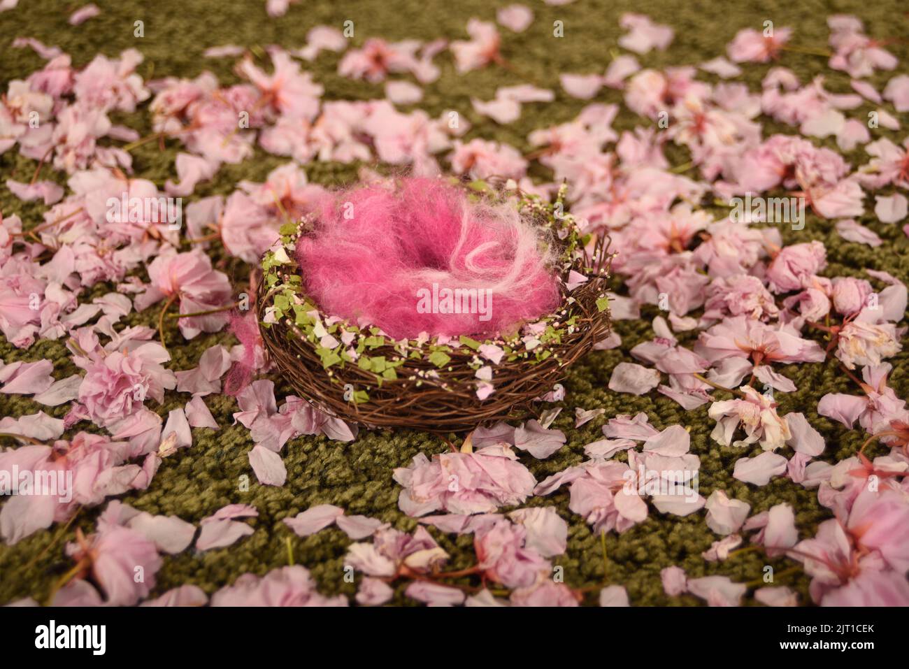 Neugeborene Hintergrund-/Hintergrundvögel nisten mit rosa Flusen auf einem Bett aus echten Kirschblüten und grünem Gras/Teppich Stockfoto