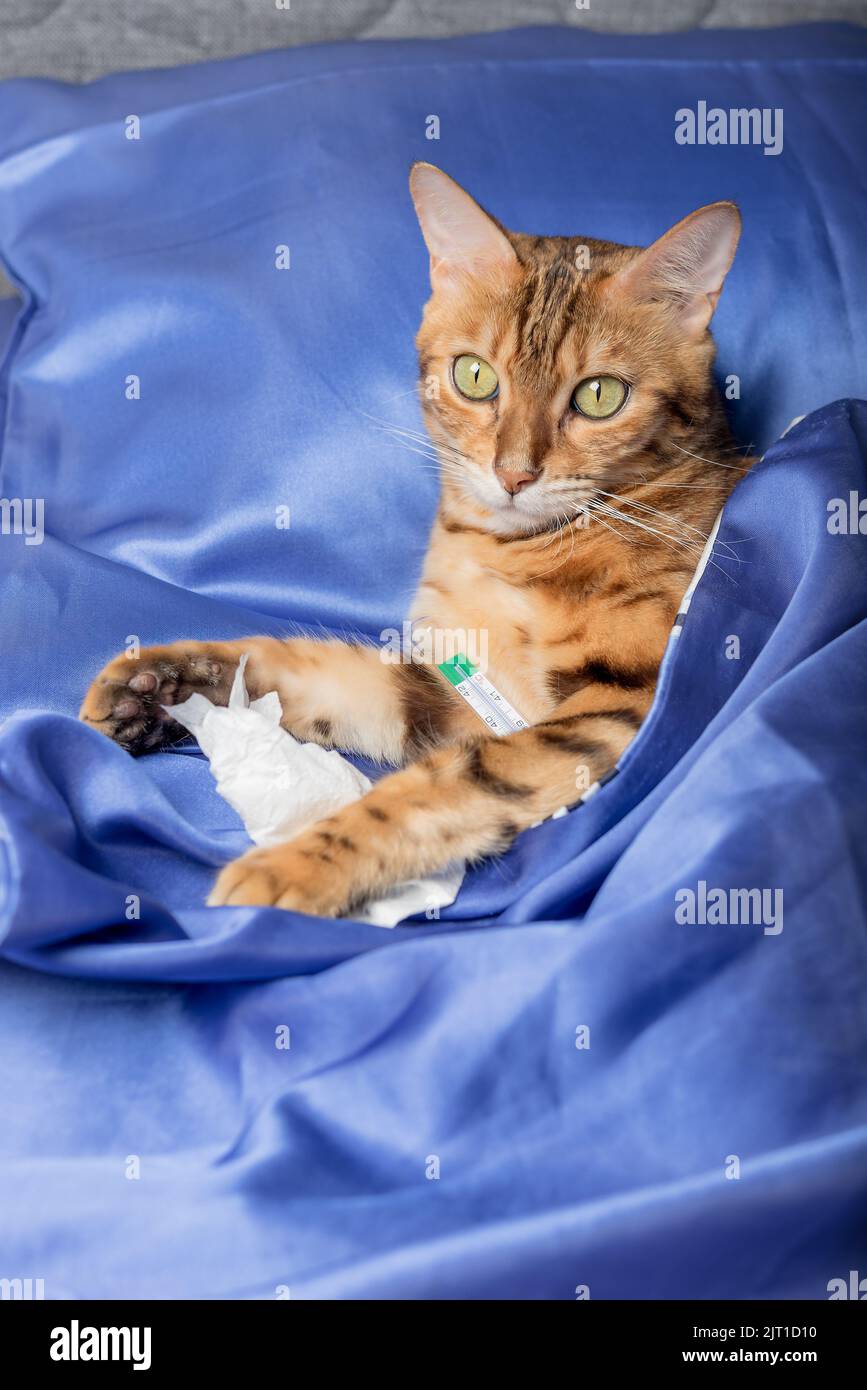 Eine Katze mit einem Thermometer ist krank mit einer Erkältung, Grippe,  Fieber im Bett. Home Treatment-Konzept Stockfotografie - Alamy