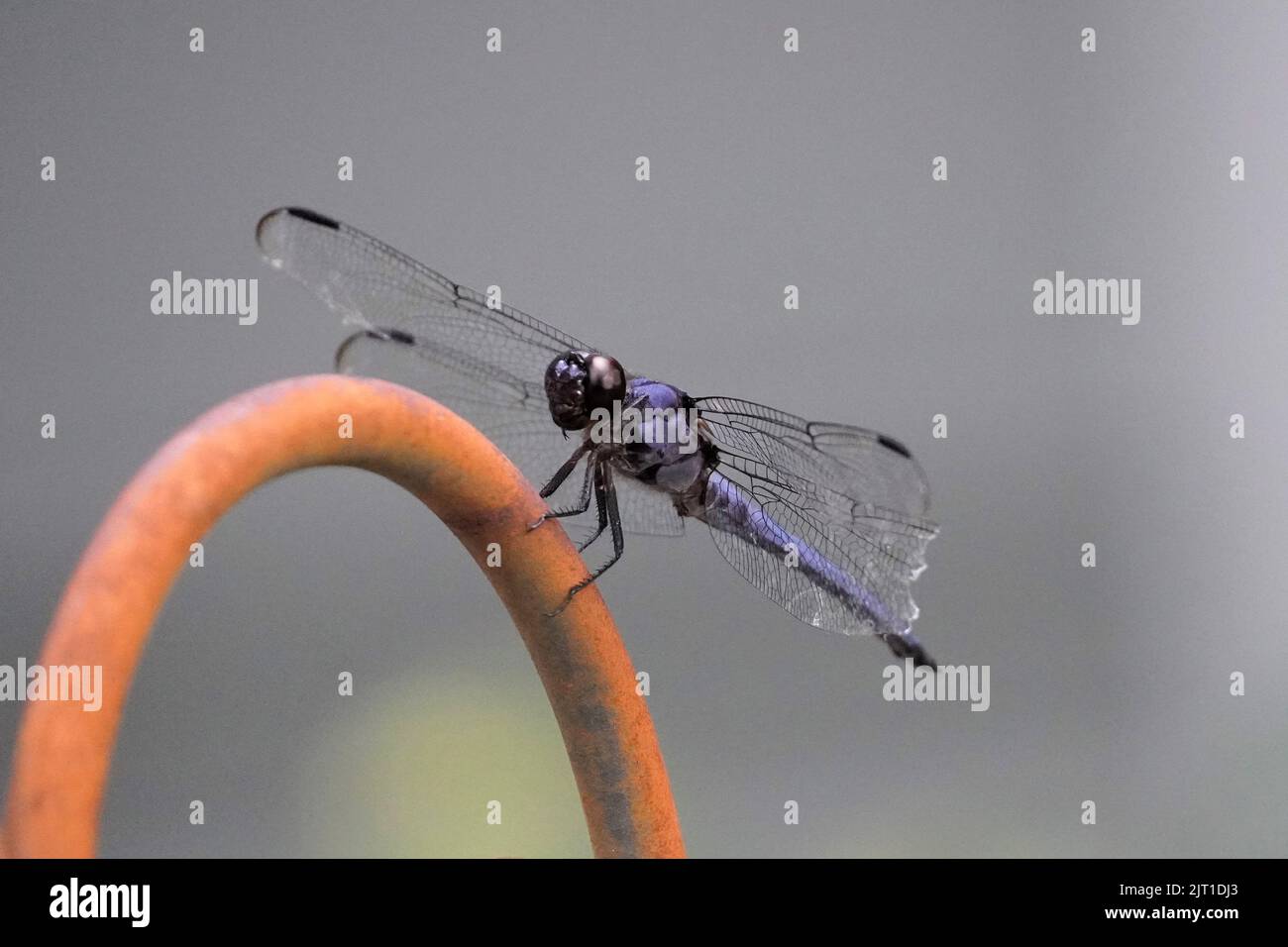 Die schräge Skimmer-Libelle thront im Garten Stockfoto