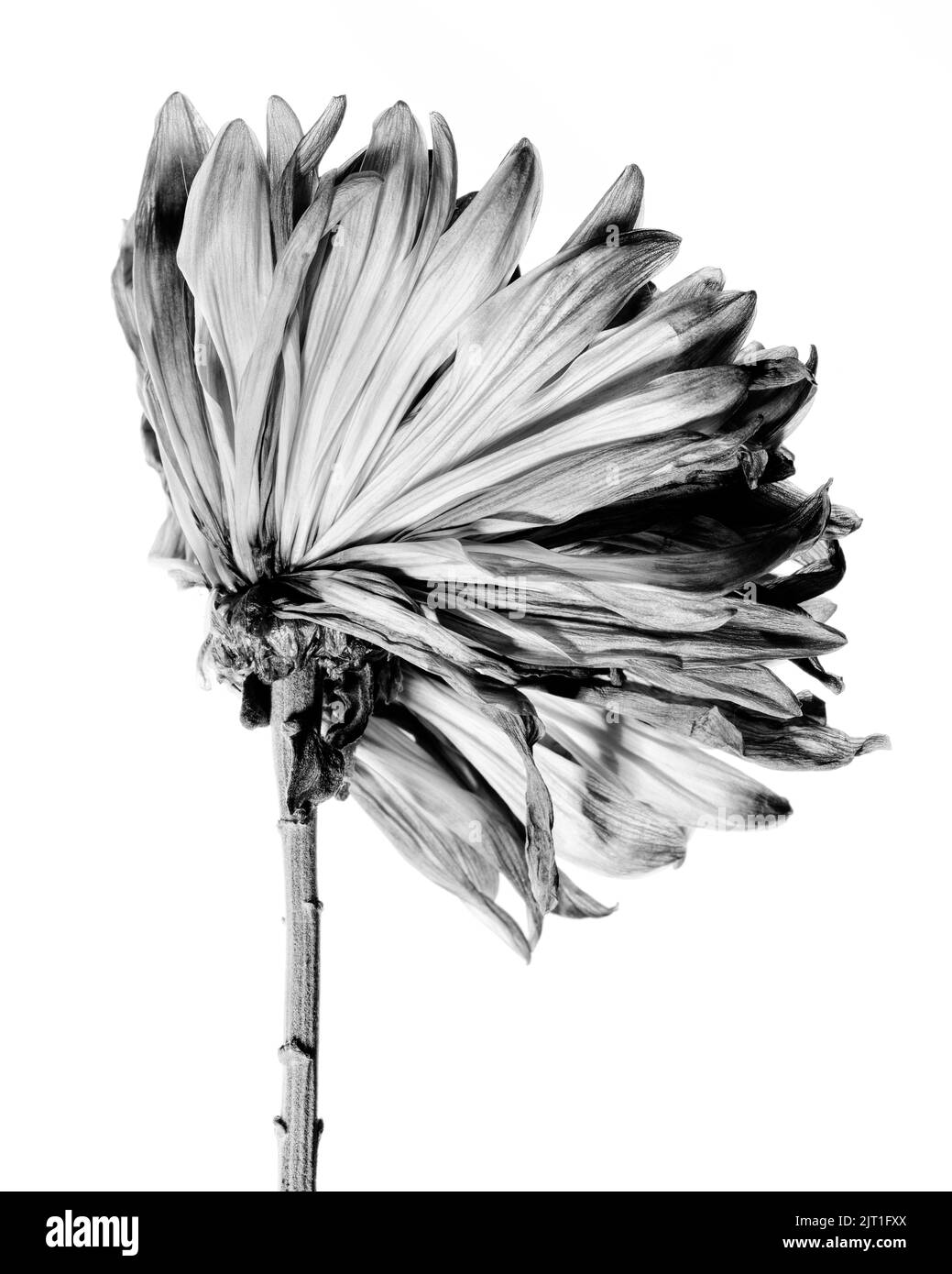 Pink Chrysanthemum Flower Portrait - Teil 2, Withered and Welted Flower Stockfoto