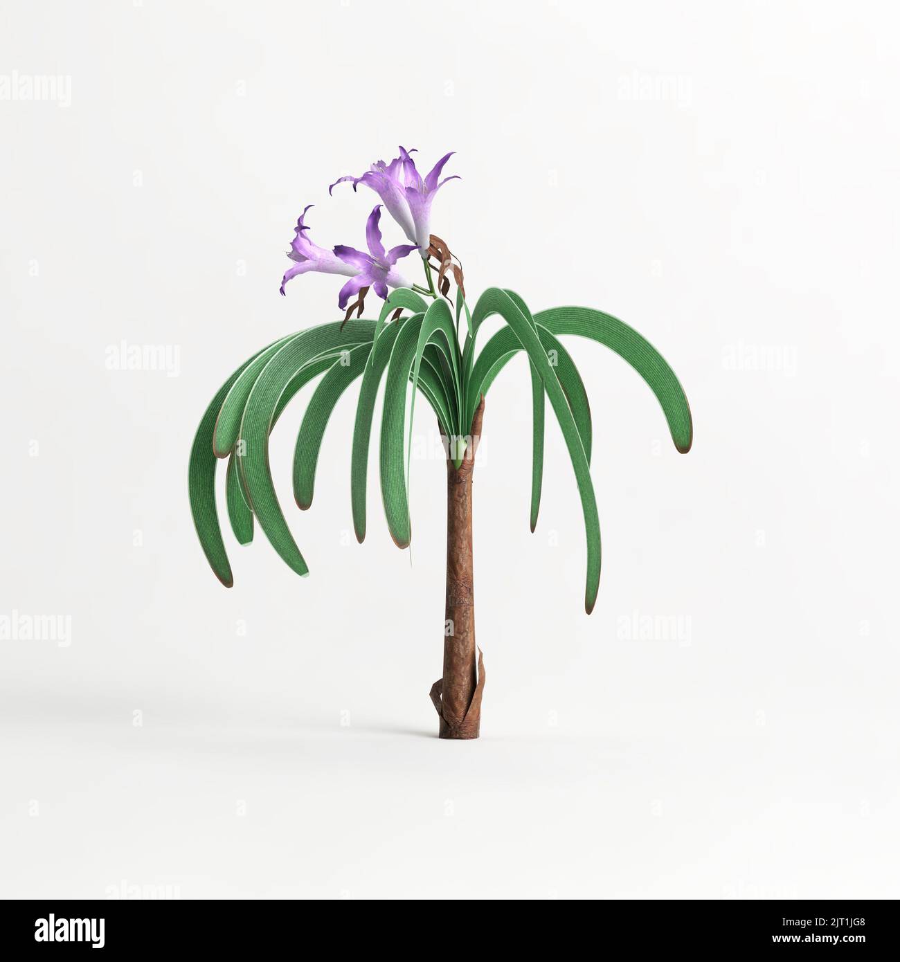 3D Illustration der worsleya procera Pflanze isoliert auf weißem Hintergrund Stockfoto