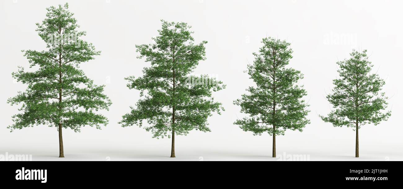 3D Illustration des Satzes quercus palustris Baum isoliert auf weißem Hintergrund Stockfoto