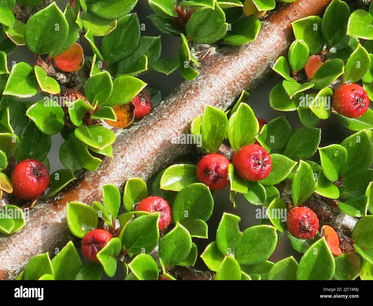 Ein Spray aus Cotoneaster horizontalis mit seinen leuchtend roten Beeren und Fischgrätmuster, auch Steinspray oder Fischgrätmuster genannt. Stockfoto