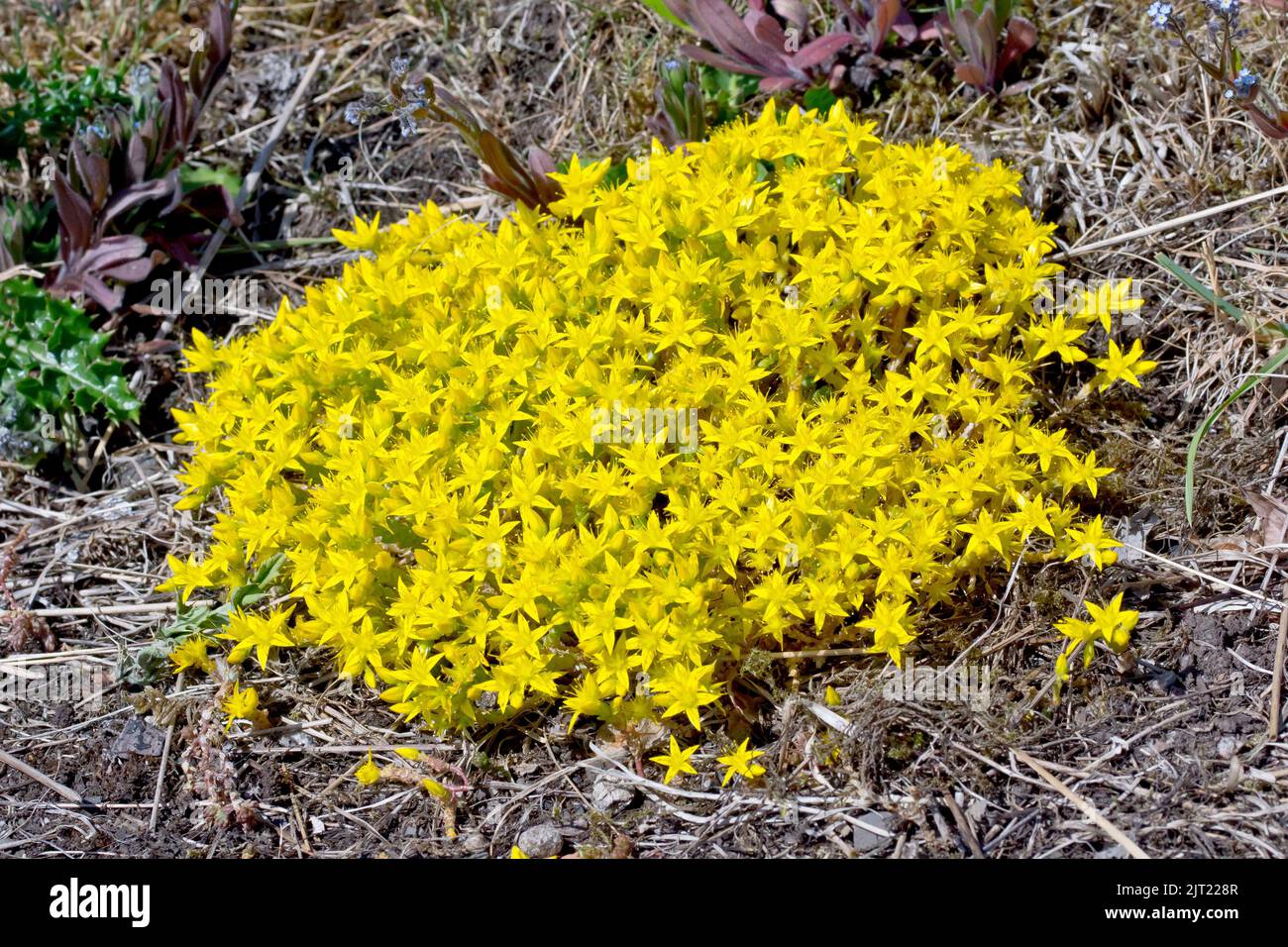 Beißender Stonecrop oder Wallpepper (Sedum acre), Nahaufnahme eines Fleckens der niedrig wachsenden gelben Blüten der Sukulente, die sich über ein Stück rauem Boden ausbreiten. Stockfoto