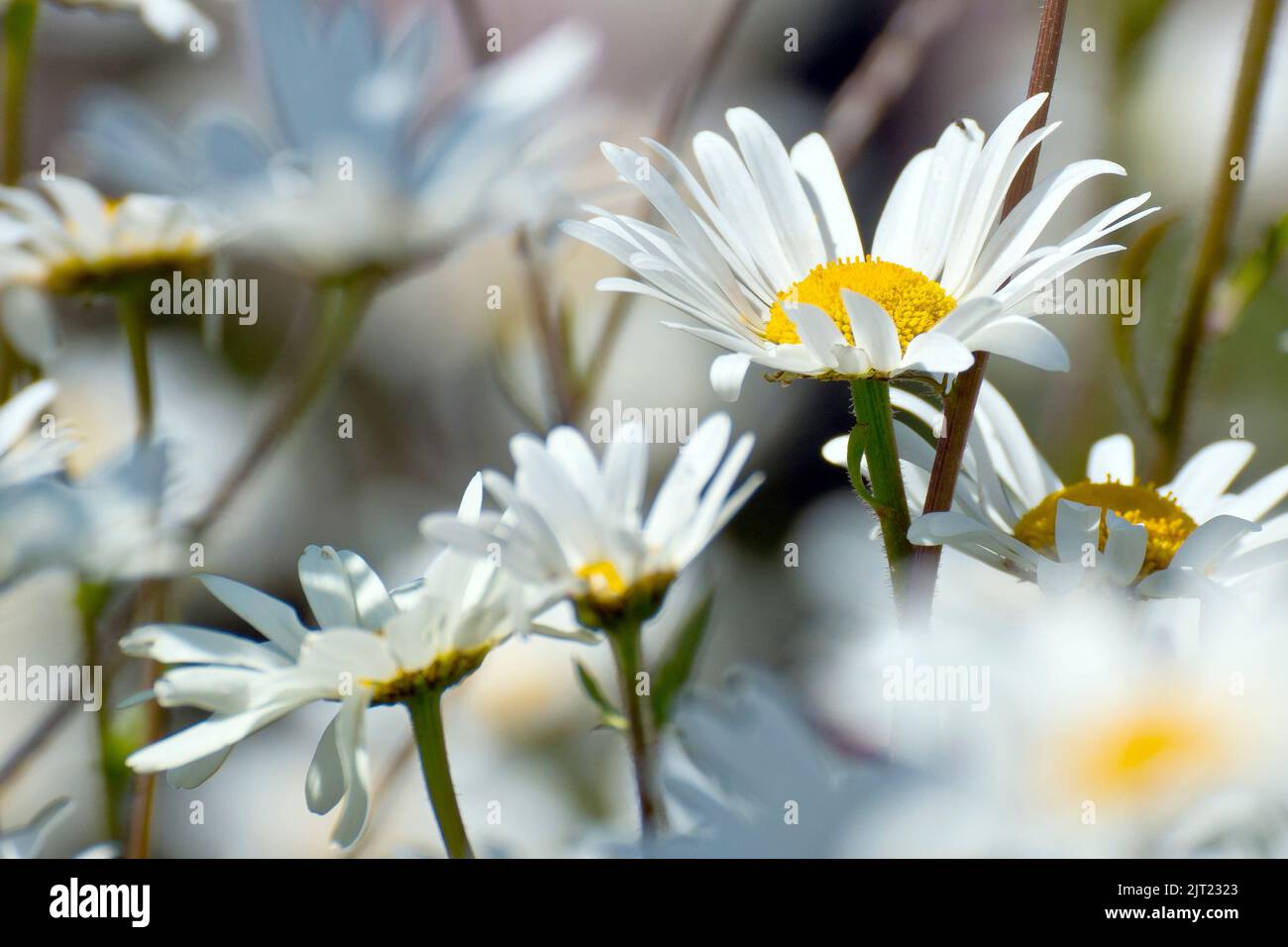 Ochsenauge-Gänseblümchen (Leucanthemum vulgare oder Chrysantheme leucanthemum), auch Hundedaisy oder Marguerite, Nahaufnahme einer einzelnen Blume, die unter vielen wächst. Stockfoto