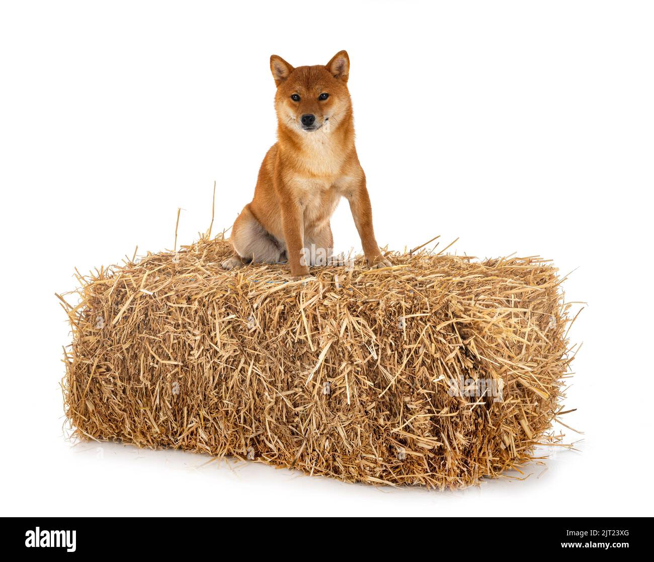 Shiba Inu vor weißem Hintergrund Stockfoto