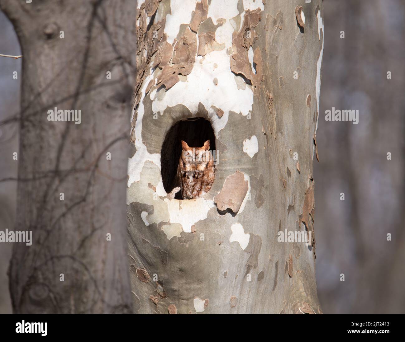 Eastern Screech Owl, ein roter Morph, thront in seinem Nestloch in einem Sycamore-Baum und sonnt sich in der frühen Morgensonne im Norden von Michigan. Stockfoto