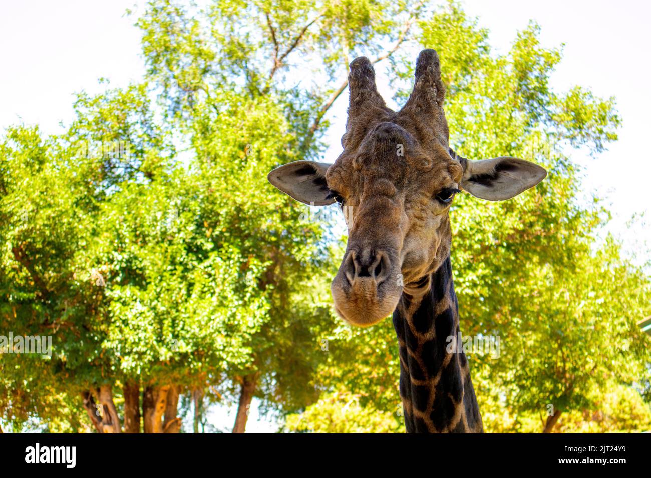 Giraffenkopf auf dem Hintergrund von Bäumen. Tiere Afrikas Stockfoto