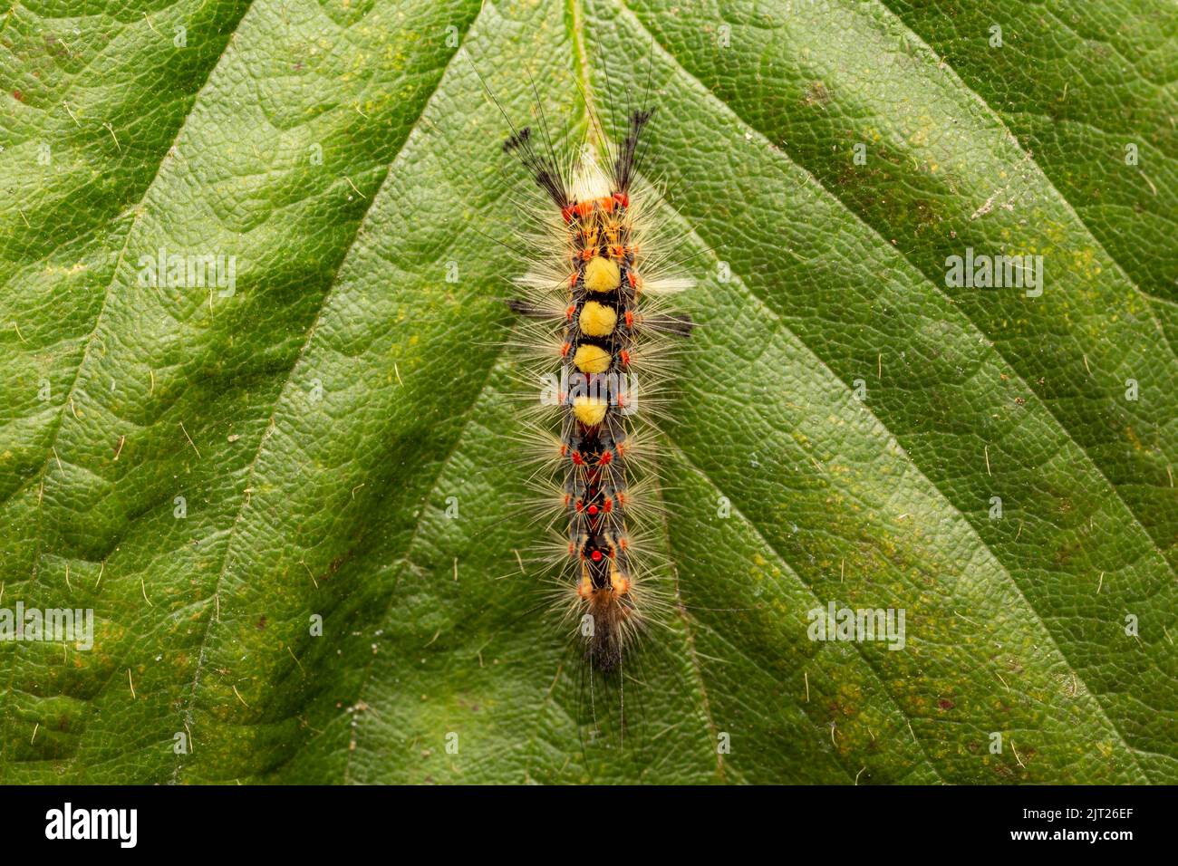 Vaporer Moth Raupe / Orgyia antiqua Stockfoto