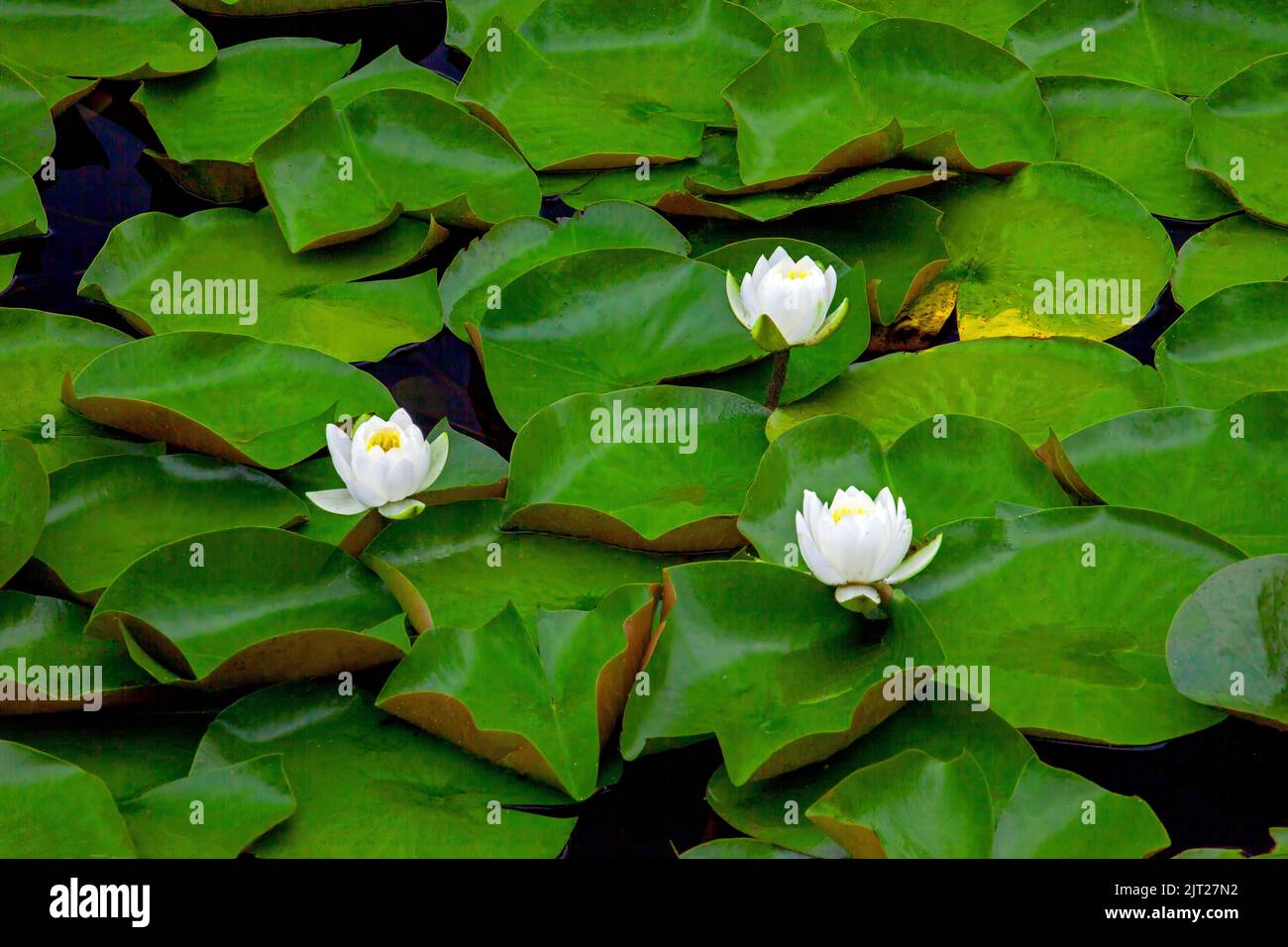 Weiße Seerose, Nymphhaea odorata, eine winterharte amerikanische Süßwasserlilie, ist eine der häufigsten weißen Seerosen. Stockfoto