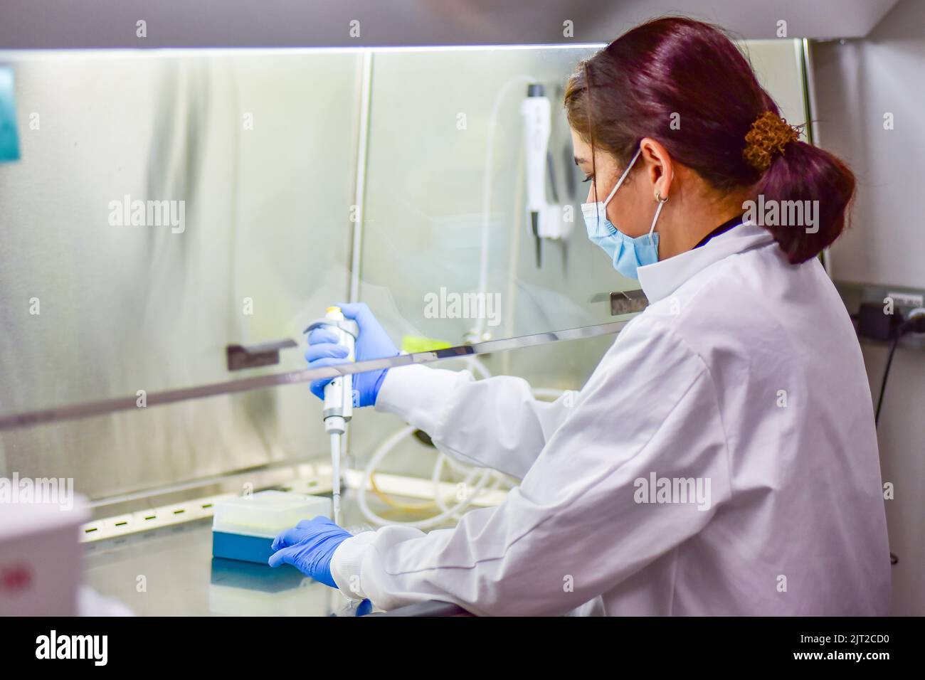 Forscherin führt Zellkultur durch Stockfoto