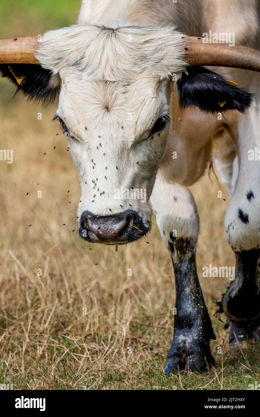 Die Seltene White Park Cow Stockfoto