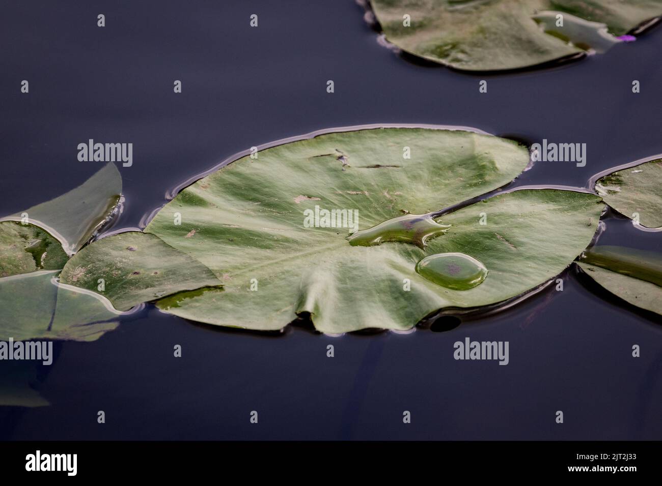 Lily Pond Stockfoto