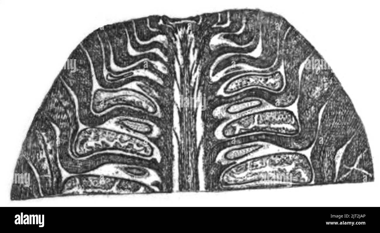 Trans. Linn. Soc. London - Band 20 - Platte 23 - Abbildung D. Stockfoto