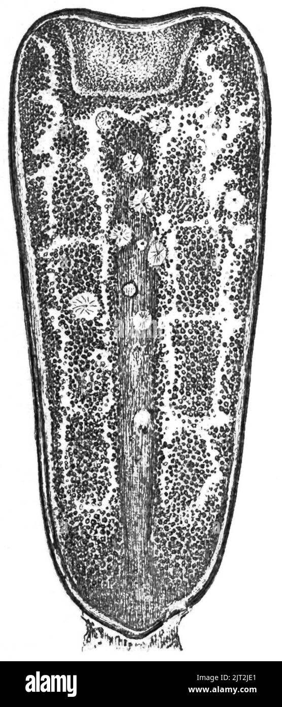 Trans. Linn. Soc. London - Band 20 - Platte 23 - Abbildung G. Stockfoto
