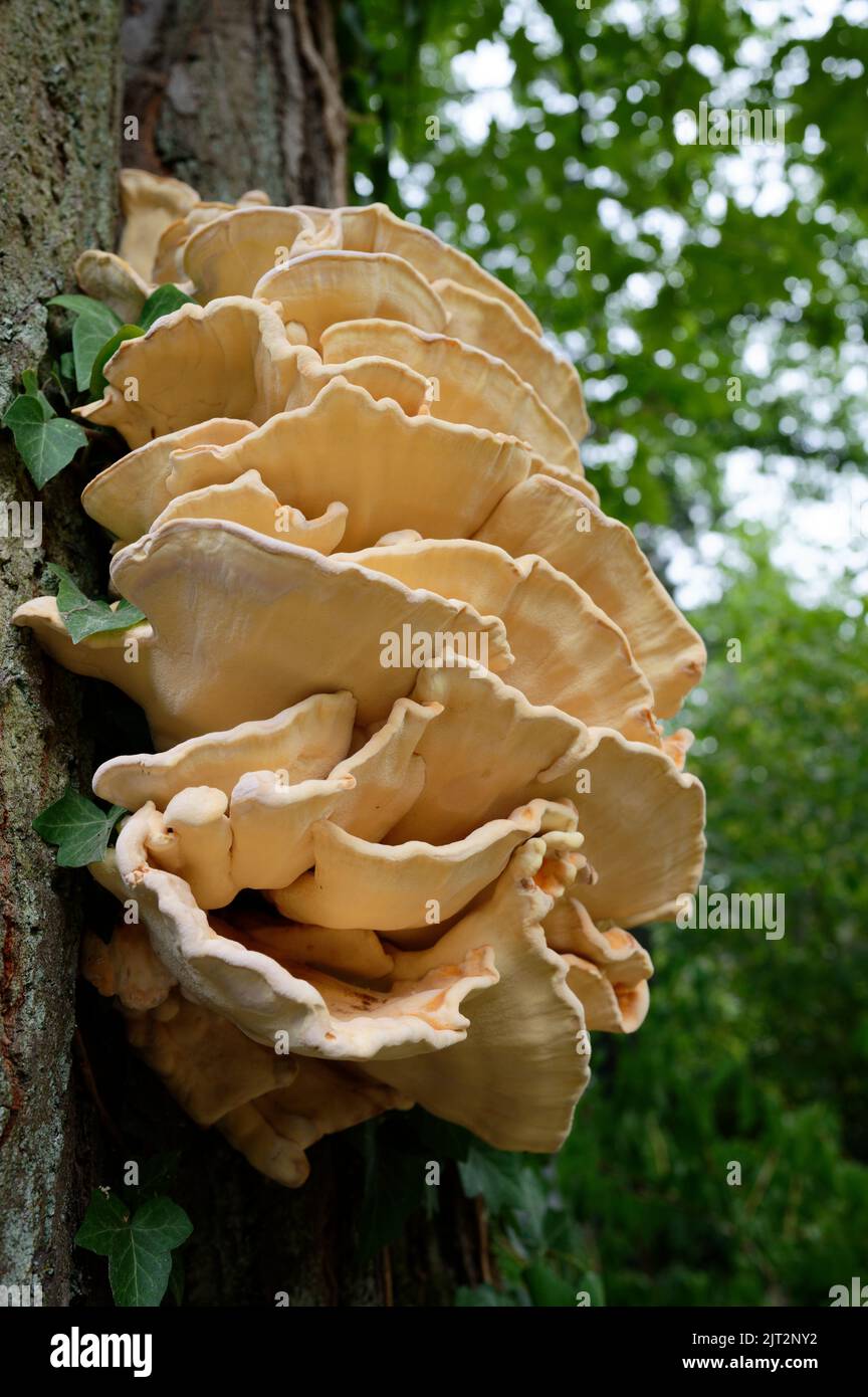 Laetiporus sulfureus Schwefel Schelfeis oder Huhn des Waldes, das aus einem Baumspalt im Park wächst Stockfoto