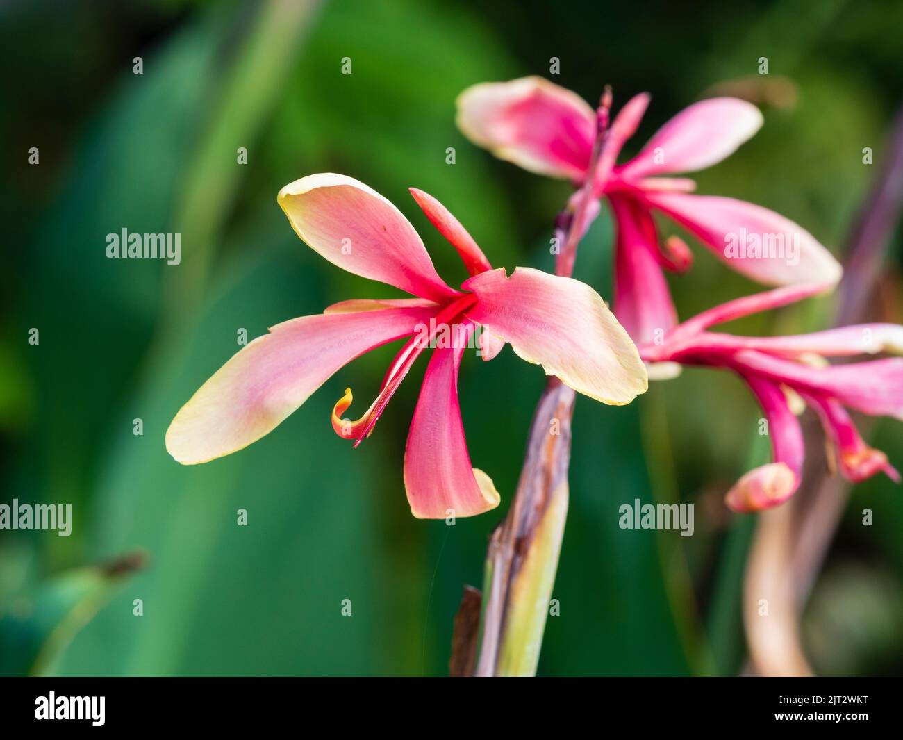 Rosa Sommerblumen der eleganten, zarten Knolle, die für die Sommerauslage verwendet wird, Canna 'Panache' Stockfoto