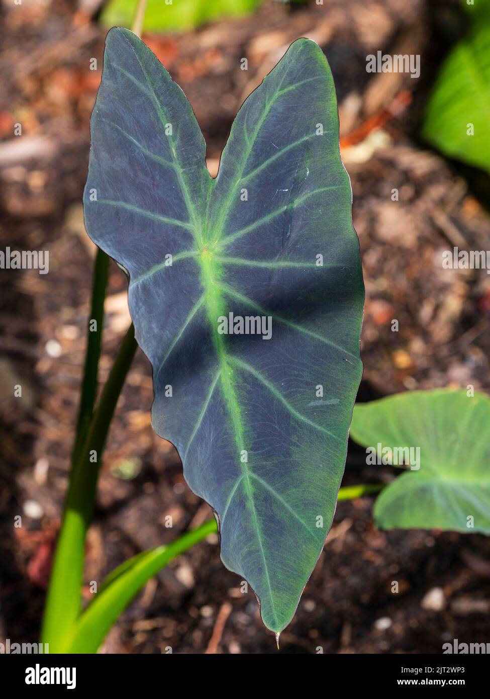 Herzförmiges, dunkles samtiges Blatt des zarten Taros, Colocasia 'Black Leaf Illustris' Stockfoto