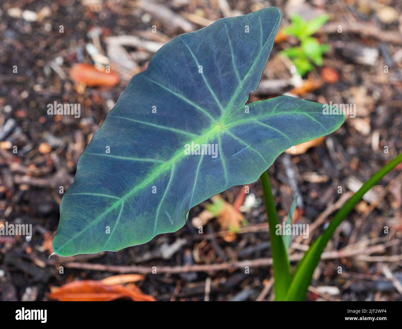 Herzförmiges, dunkles samtiges Blatt des zarten Taros, Colocasia 'Black Leaf Illustris' Stockfoto
