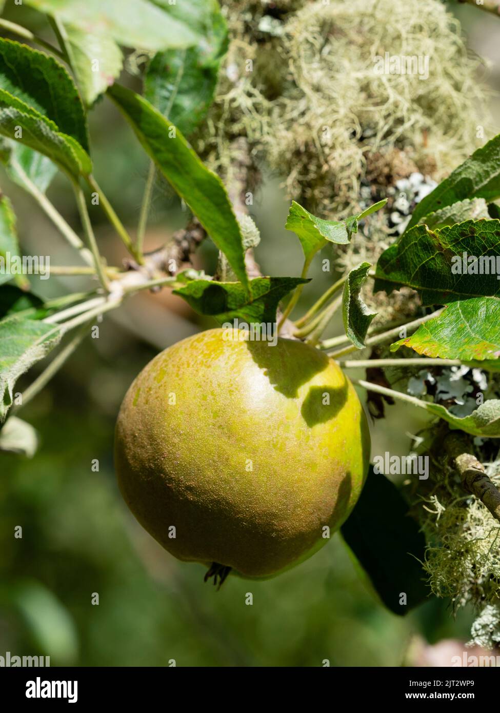 Spätsommerfrucht der traditionellen Apfelsorte Malus x domestica Cornish Gilliflower Stockfoto