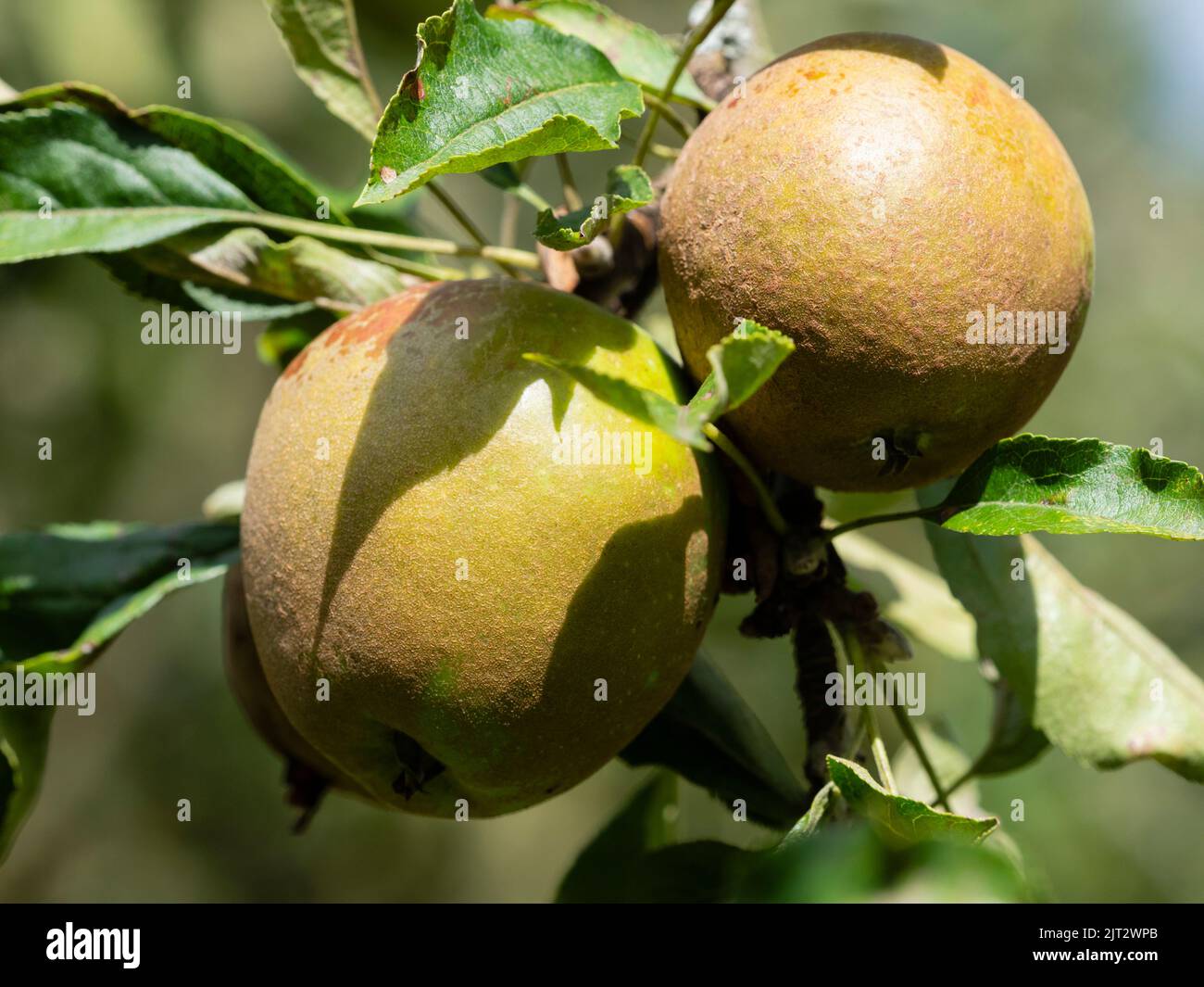 Spätsommerfrucht der traditionellen Apfelsorte Malus x domestica Cornish Gilliflower Stockfoto