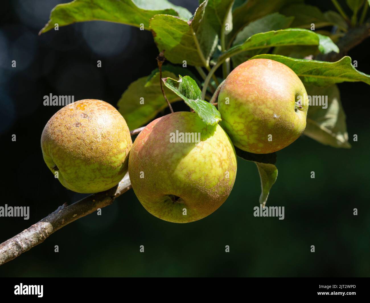 Spätsommerfrucht der Apfelsorte, Malus x domestica 'Cornish Spice' Stockfoto