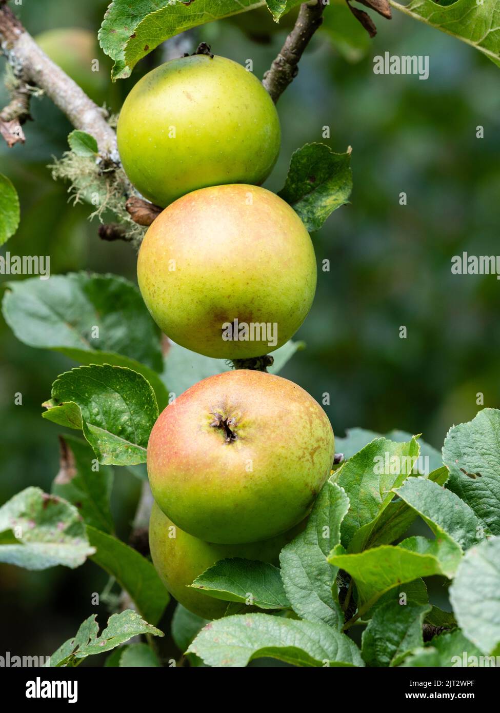 Spätsommerfrucht des kochenden Apfels, Malus x domestica 'Improved Keswick' Stockfoto