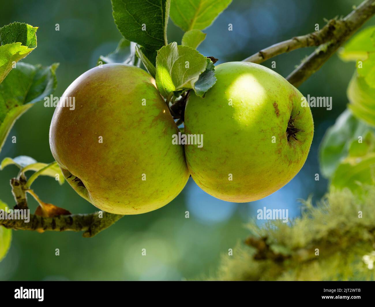 Spätsommerfrucht des essenden und kochenden Apfels, Malus x domestica 'Tregonna King' Stockfoto