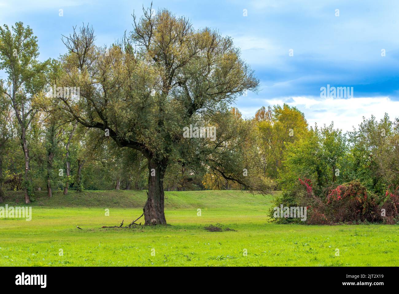 Neue Blätter auf den Bäumen im Park auf dem Grüner Frühlingshintergrund Stockfoto