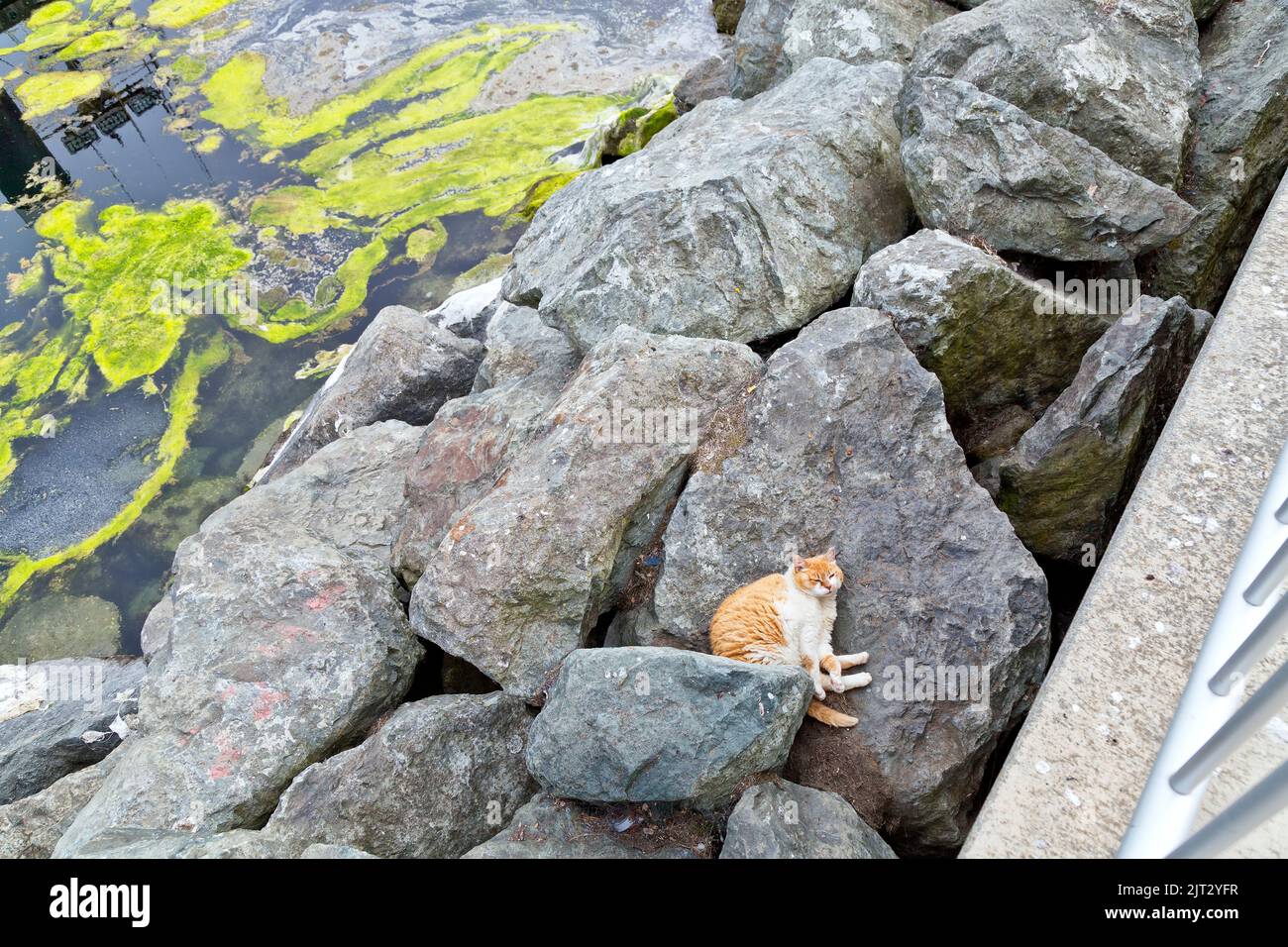 Verlassene, obdachlose, vernachlässigte Katze 'Felis catus' (Hauskatze) ruht, im Hafen verlassen, Fischerbootsanlegestellen. Stockfoto