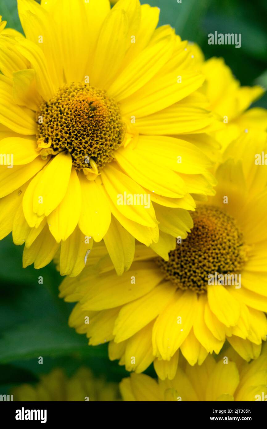 Falsche Sonnenblume „Sommersonne“ blüht. Heliopsis helianthoides 'Summer Sun' Heliopsis blüht Stockfoto
