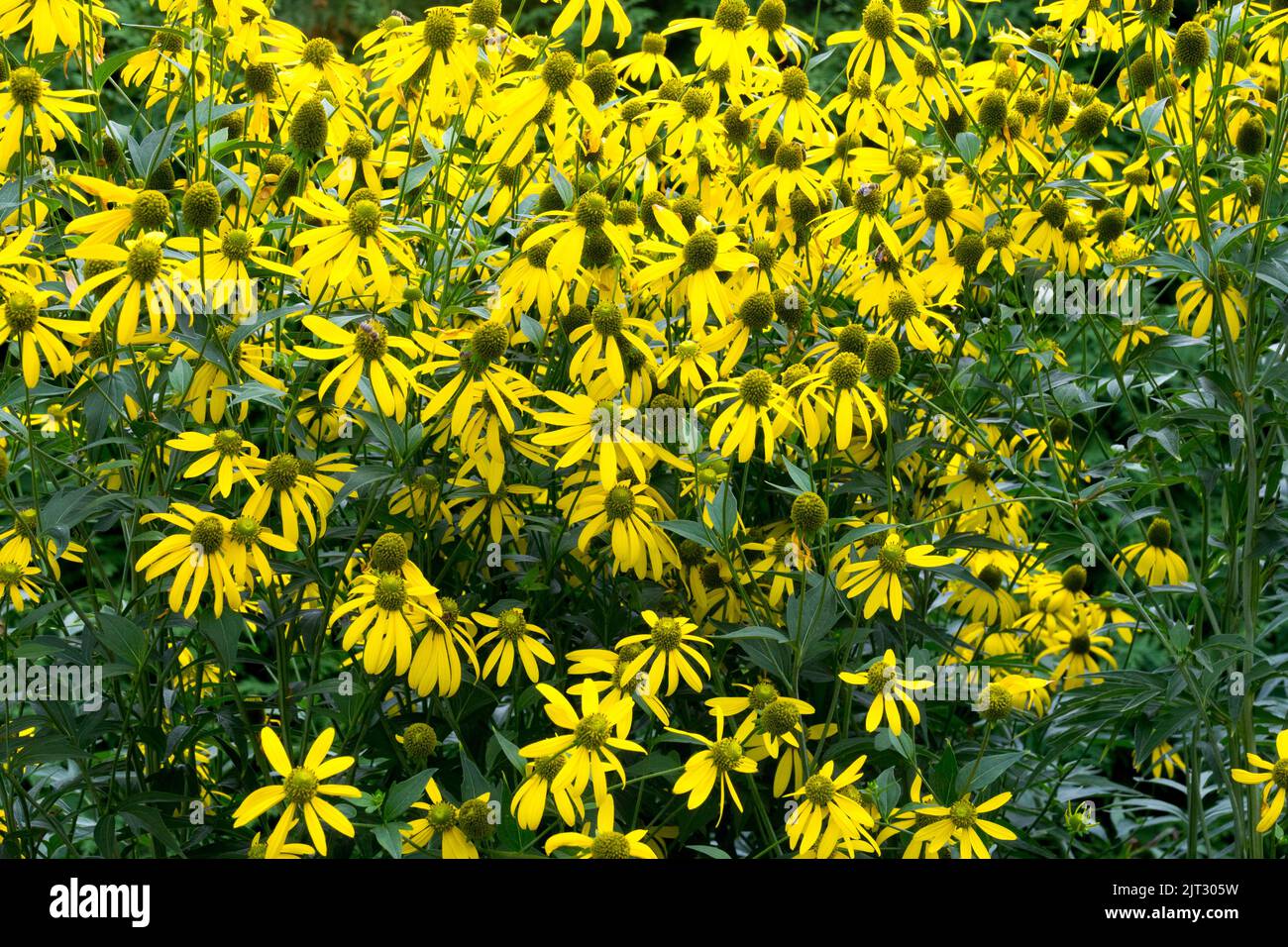 Kutblatt-Kegelblume, Rudbeckias, Pflanzen, Rudbeckia laciniata, hoher Kegelblume, Gelb, Krautig, Kegelblumen Stockfoto