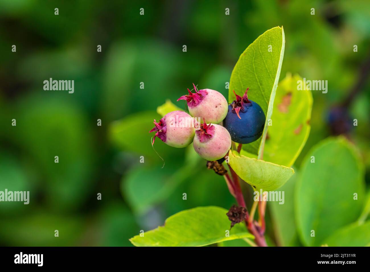 Servicerberry, Amelanchier alnifolia, mit Früchten auf dem Evergreen Mountain, Cascade Range, Mt. Baker-Snoqualmie National Forest, Staat Washington, USA Stockfoto