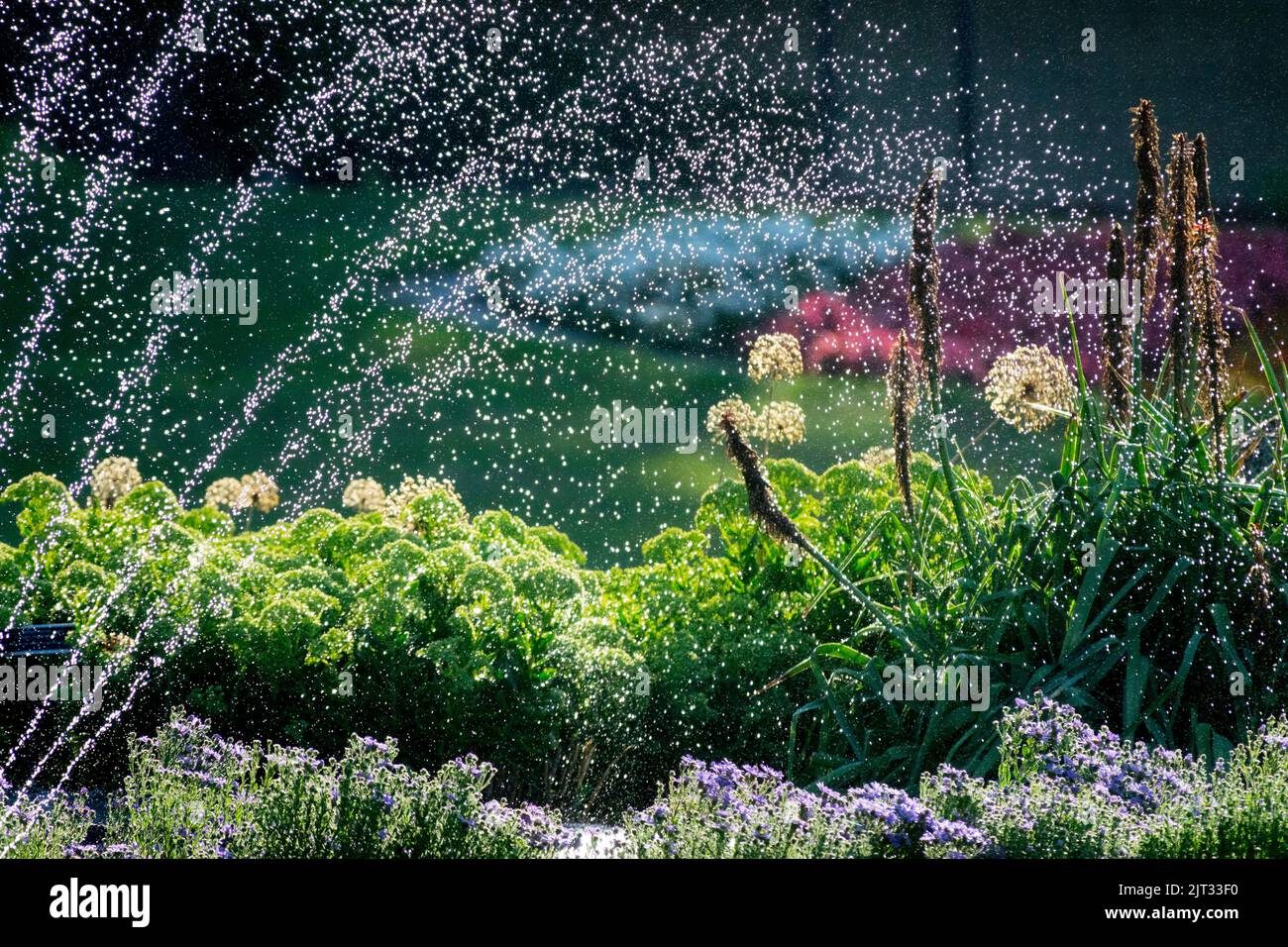 Bewässerung Garten Blumenbeet im Sommer, Wasser fällt auf Blumen August Stockfoto