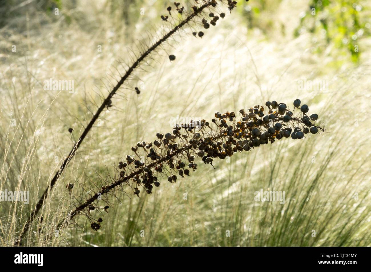 Wüstenkerze, Samenkopf, Fuchsenschwanz-Lilie, Samen, Eremurus, Hülsen reife Samenköpfe, Pferdeschwanz Gras Hintergrund Stockfoto